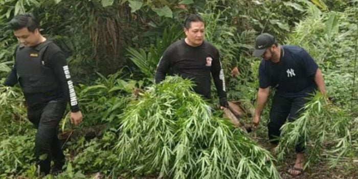 Kejar Tersangka Hingga Aceh, Polda Banten Temukan 3 Hektare Ladang Ganja, 5 Tersangka Ditangkap