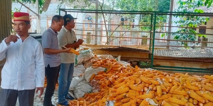 Petani Binaan MAJ Panen Raya Jagung Hingga 55 Ton di Lahan Seluas 6 Hektare