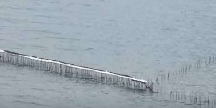 Memanas, PP Muhamaddiyah Layangkan Somasi Pemasang Pagar Laut di Tangerang