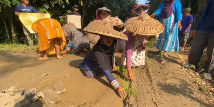Warga Lebak Tanam Padi di Jalan Rusak, Sindir Janji Pemprov Banten