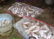 Waspada Keracunan, Walikota Tangsel Larang Warga Makan Ikan Sungai Cisadane