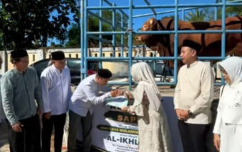 Bupati Pandeglang Serahkan Sapi Kurban Presiden Berbobot 975 Kilogram