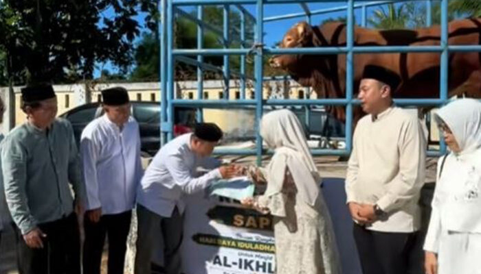 Bupati Pandeglang Serahkan Sapi Kurban Presiden Berbobot 975 Kilogram