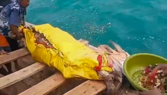 Berharap Pencarian Jurnalis dan Kru Kapal Ditemukan, Warga Carita Pandeglang Larung Kerbau ke Laut