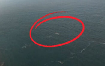 Viral Video Drone Diduga Speedboat Jurnalis yang Hilang, Basarnas Bilang Begini